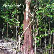 arbre foret seche, ecosysteme tropical, guadeloupe, antilles