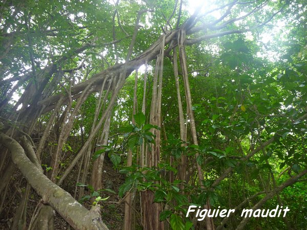 Moule rivière audoin