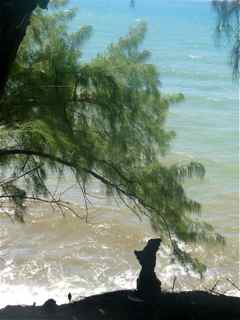 balade, arbre, cascade de la fontaine, capesterre, guadeloupe 