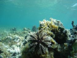 fond marin, echinoderme, récif corallien, guadeloupe, antilles