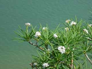 Plumieria alba, les saintes, guadeloupe