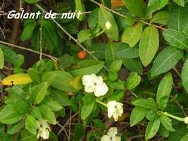 Galant de nuit, Brunfelsia americana, TdeH , Les saintes