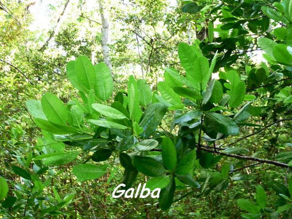 Calophyllum calaba, Maisoncelle