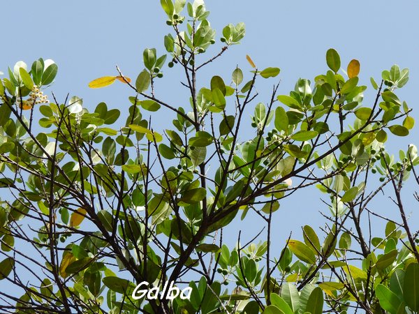 Galba, Calophyllum calaba, Littoral Deshaies