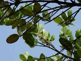 Galba, Calophyllum calaba, Littoral Deshaies