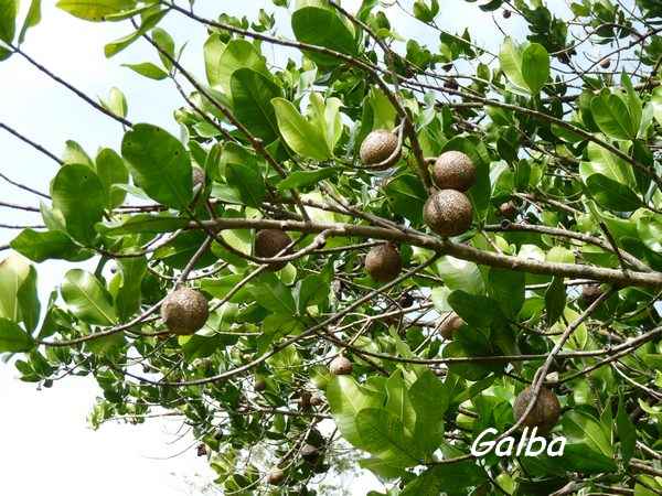 Galba, Calophyllum calaba, trace du Prince