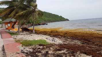 grande anse, terre de bas ,sargasses, guadeloupe