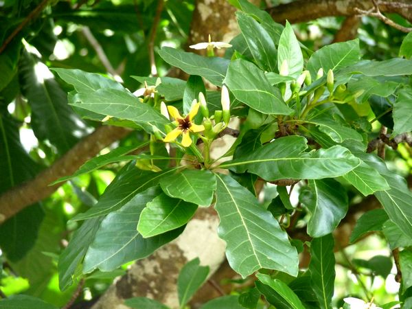 génipa, genipa mexicana, arbre, foret moyenne, guadeloupe