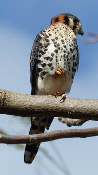 gligli rapace terre de bas, guadeloupe