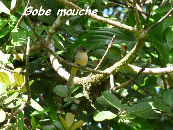 gobe mouche, Contopus latirostris, tete allègre, basse terre nord, guadeloupe