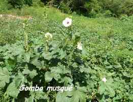 Gombo musqué, Abelmoschus moschatus, Petit Havre