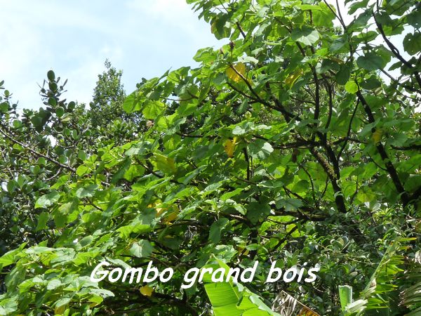 gombo grand bois, papaye L