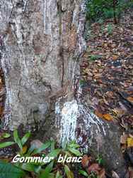 Gommier blanc, Dacryodes excelsa, morne cadet, gourbeyre