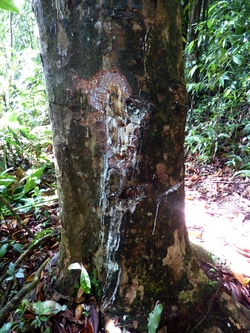 gommier blanc canyon moustique guadeloupe