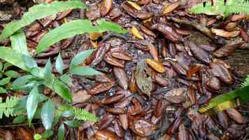 gommier, arbre foret humide, rivière quiock, route mamelles, guadeloupe