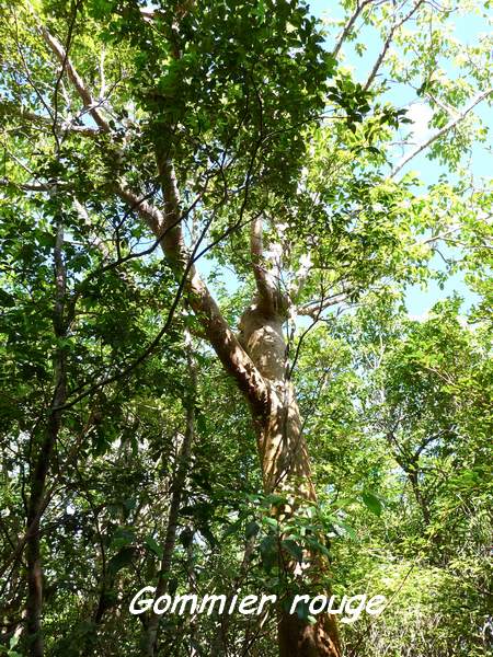 Bursera simaruba, Maisoncelle