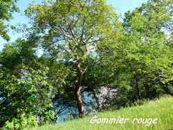 gommier rouge,arbre, pointe lézard, bouillante, guadeloupe