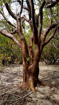 gommier rouge anse dubelley ste anne guadeloupe