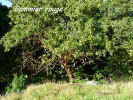 Gommier rouge, Bursera simaruba, Madame