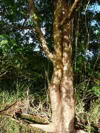 gommier rouge , Bursera simaruba, Madame