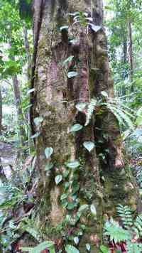 gommier, arbre foret humide, rivière quiock, route mamelles, guadeloupe