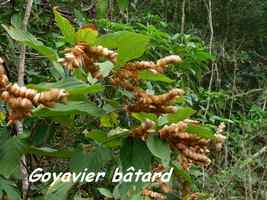 goyavier batard M Galante