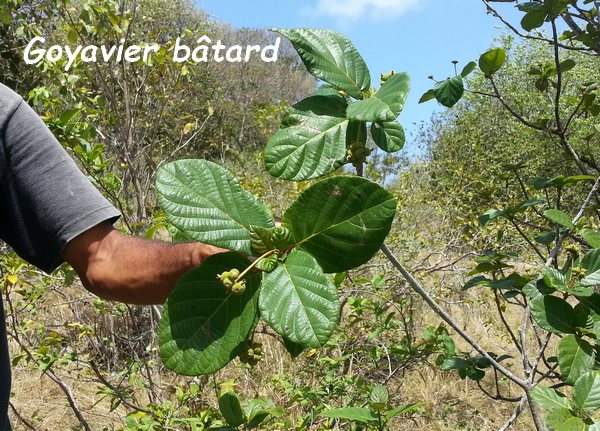 goyavier batard, terre de bas, Guadeloupe