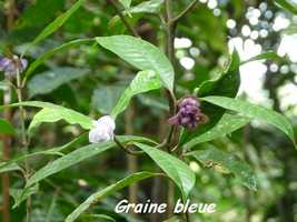 graine bleue, ravine gras, petit bourg