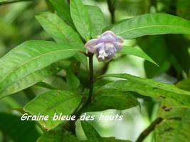 graines bleues,Psychotria urbaniana, arbuste chutes carbet, basse terre sud, guadeloupe