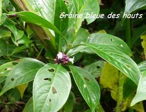 ipeca batard, arbuste, nez cassé, st claude, basse terre, guadeloupe