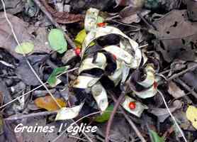 Graines l`église, Adenanthera pavonina , morne cadet, Gourbeyre