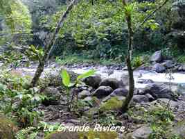 grande rivière, grivelière