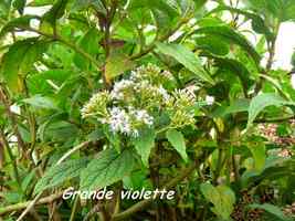 grande violette, flore, soufrière, guadeloupe