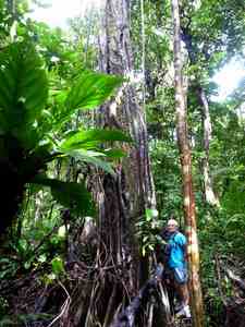 arbre, nez cassé, foret humide, st claude, basse terre, guadleoupe