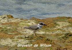 gravelot, oiseau, pointe des chateaux, guadeloupe