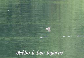 grebe, grand etang, oiseaux, guadeloupe