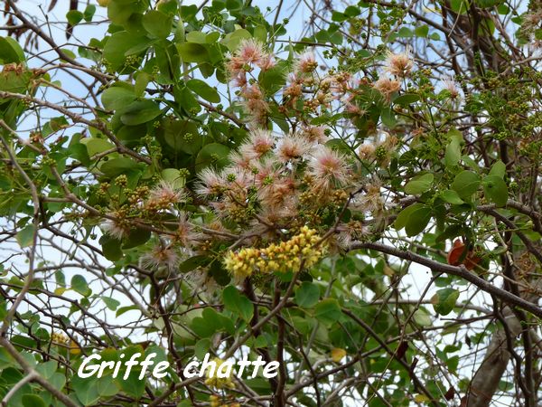 griffe chat, Pithecebollium unguis cati, anse laborde