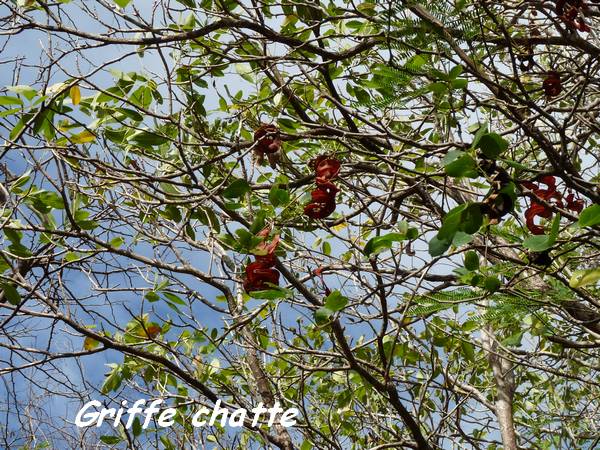 griffe chat, Pithecebollium unguis cati, anse laborde