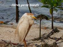 oiseau mangrove, ecosysteme tropical, guadeloupe, antilles