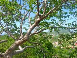 balade, ilet cabrit, arbre foret seche, gaudeloupe