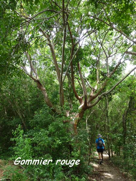 st felix, arbre L