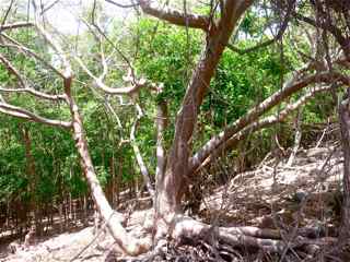 balade ilet cabrit, les saintes, arbre, foret seche, guadeloupe