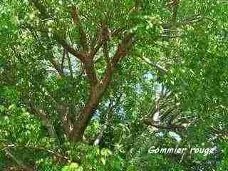 arbre foret seche, écosysteme tropical, guadeloupe