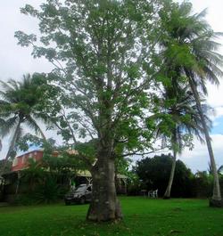 habitation birmingham, Bamo, Guadeloupe