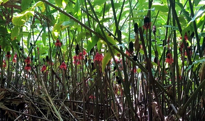 rose porcelaine rivière moustique petit bourg Guadeloupe