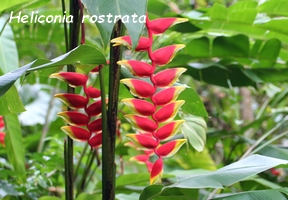 heliconia, flore guadeloupe