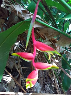 heliconia pte bacchus Pt bourg Guadeloupe