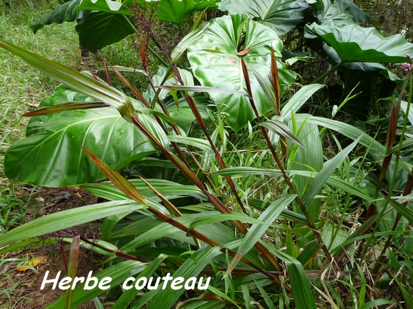 Herbe couteau, Scleria latifolia, herbacée, Contrebandiers, Guadeloupe