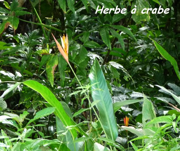 herbe à crabe, petit balisier, Heliconia psittacorum, Contrebandiers, Guadeloupe