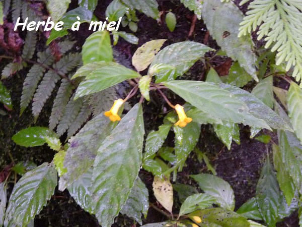 herbe à miel, Besleria, trace des étangs